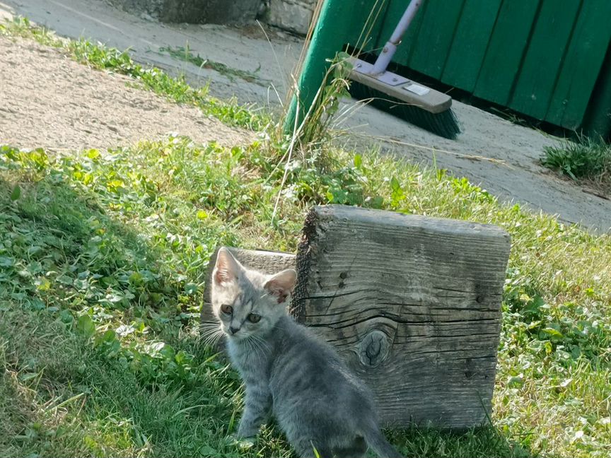 Котенок метис британца