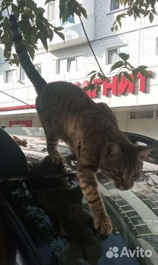 Котик в добрые руки