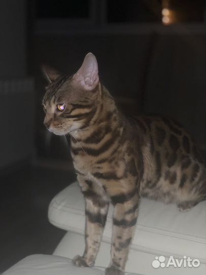 Бенгальский кот Вязка