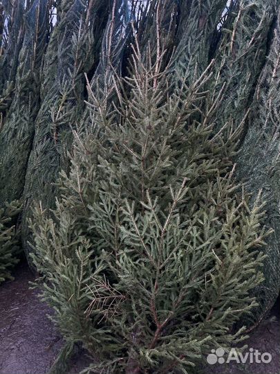 Ель натуральная с доставкой