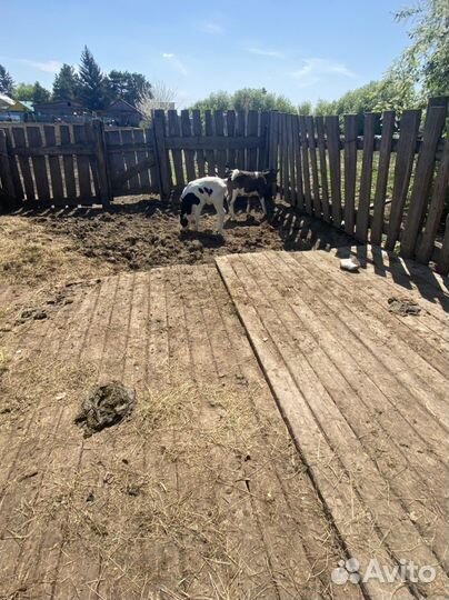 Телята телочки