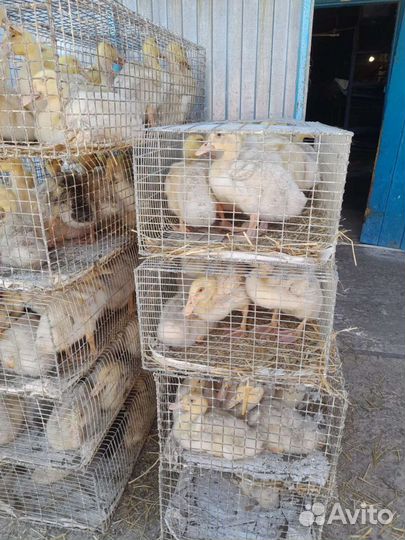 Утка подрощенная