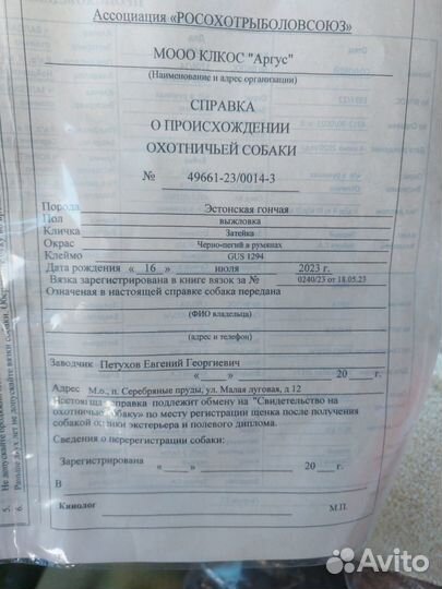 Эстонская гончая