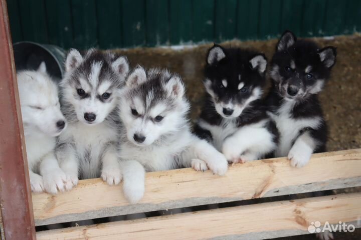 Щенки хаски