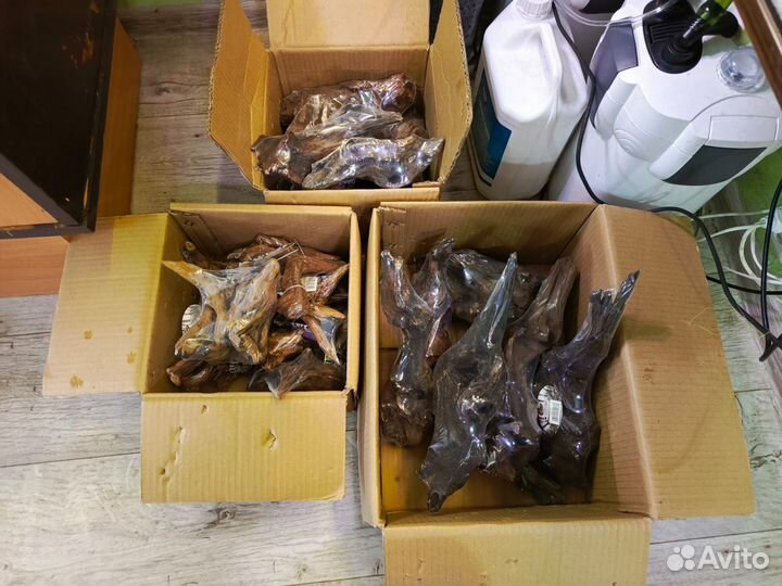 Коряги мангровые