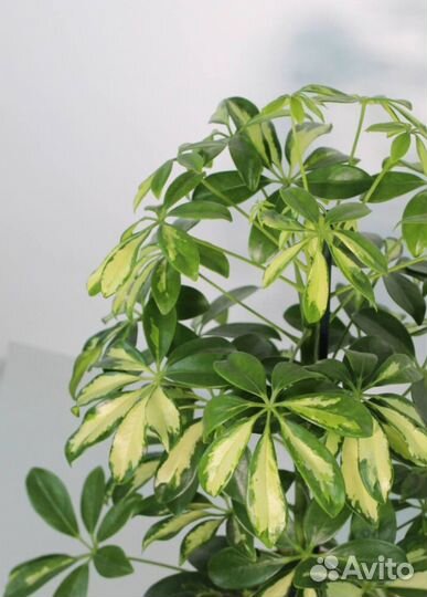 Шефлера Gerda