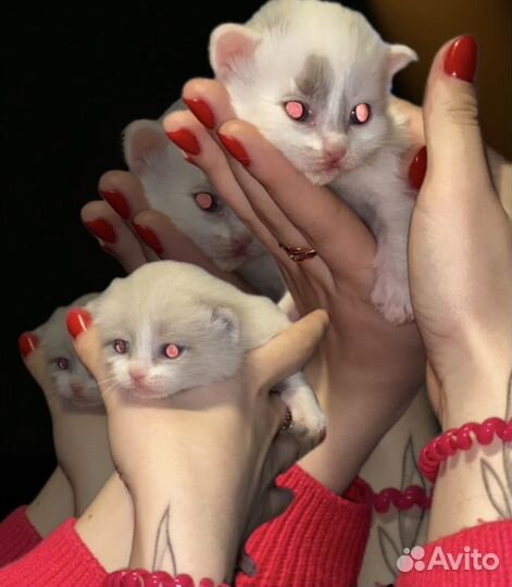 Котята в добрые руки, 1 месяц