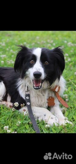 Ферзик ищет дом собака в добрые руки