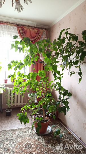 Китайская роза