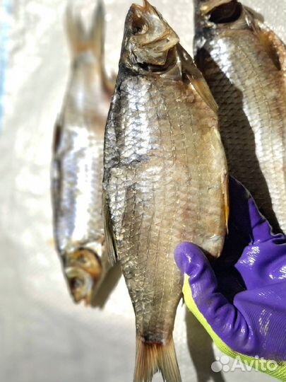 Вобла Трофейная Астрахань Бесплатная Доставка