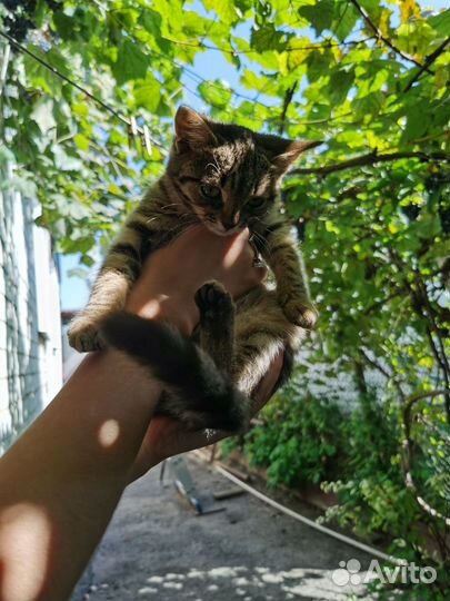 Камышка. Молодая кошка