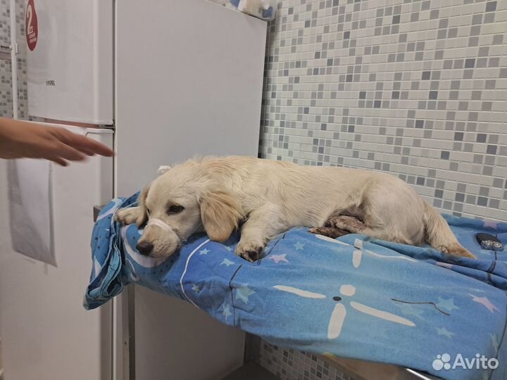 Собака в добрые руки