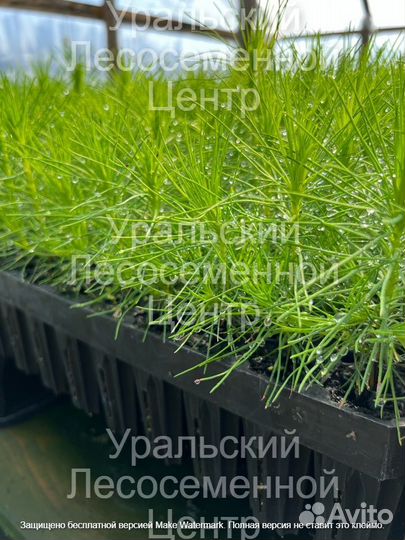 Сеянцы сосны, ели зкс от производителя