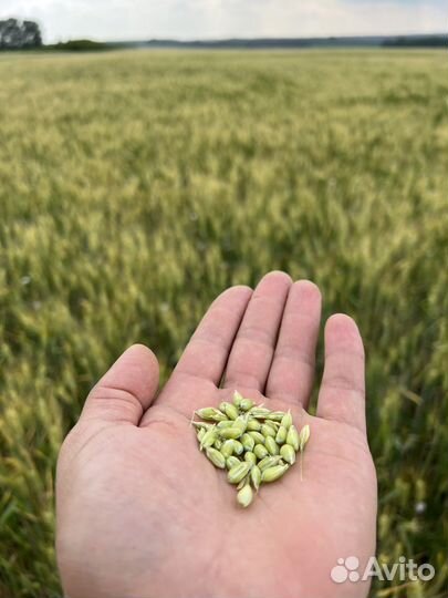 Семена озимой пшеницы