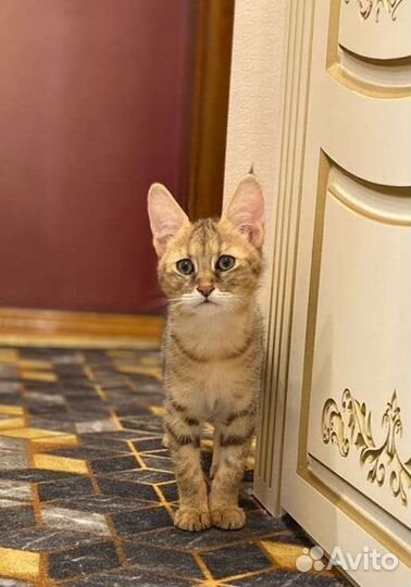 Котенок чаузи ф1