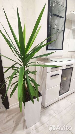 Пальма юкка