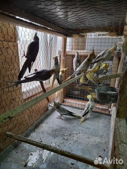 Питомник попугаев