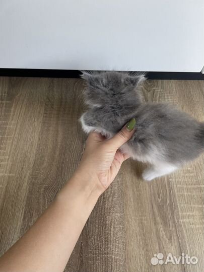 Котята в добрые руки приучены к лотку