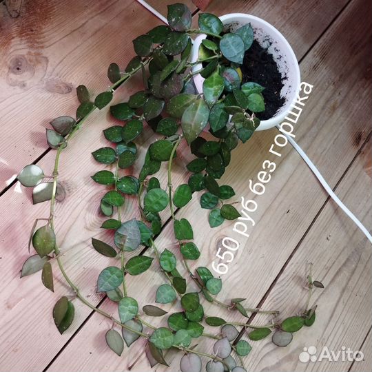 Хойи в ассортименте