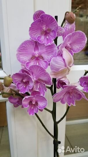 Орхидея фаленопсис биг лип