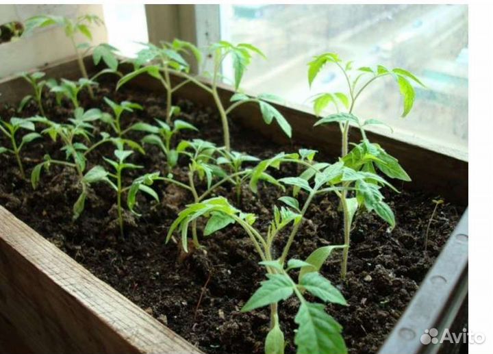 Рассада помидор