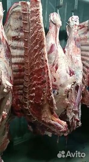 Полутуши корова оптом