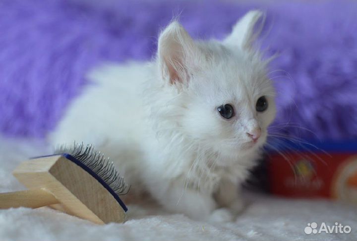 Белые котята в дар