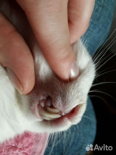 Ультразвуковая чистка зубов собаке, кошек.Подрезка