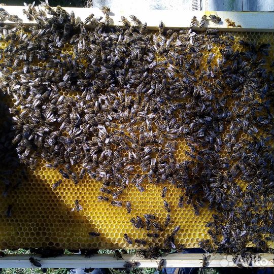 Настоящий мед с собственной пасеки и мед в сотах