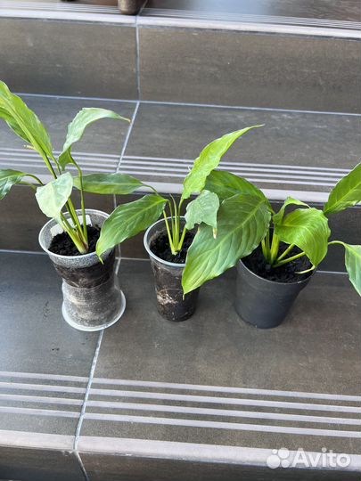 Спатифиллум