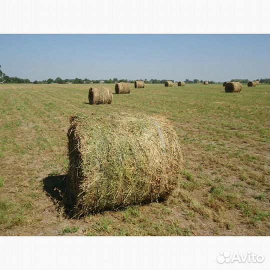 Сено коуглые тюки