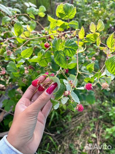Саженцы малины