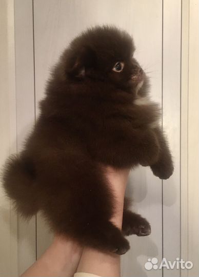 Шпиц мини девочка и мальчик бело крем