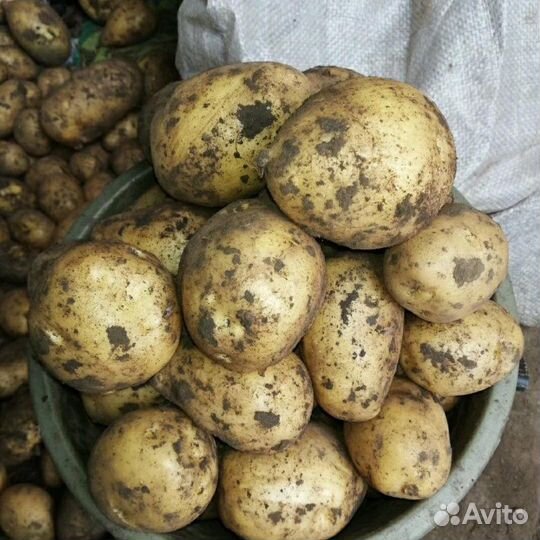 Крупный домашний картофель Гала Удача Невская