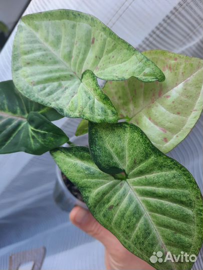 Сингониум конфетти