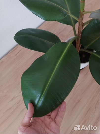 Фикус 75см