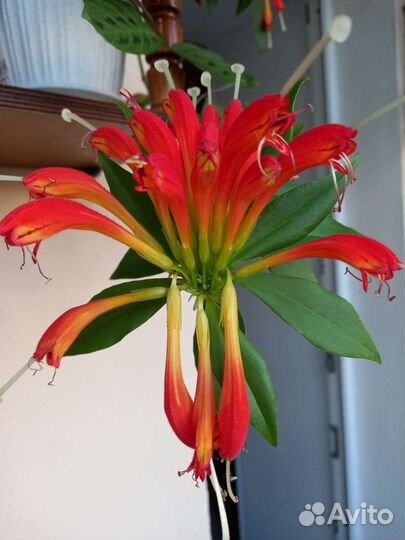 Эсхинантус