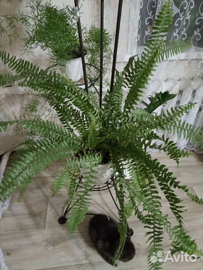 Папоротник нефролепис ажурный