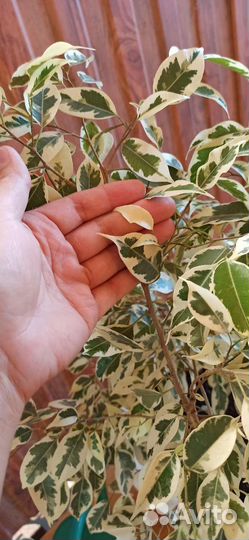 Фикус бенджамина