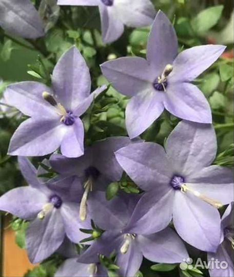 Кампанула (жених)