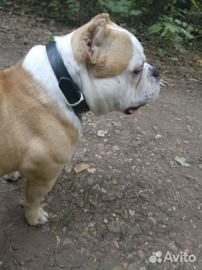 Вязка амбулли