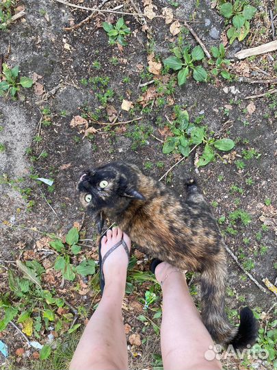 Кошка в добрые руки