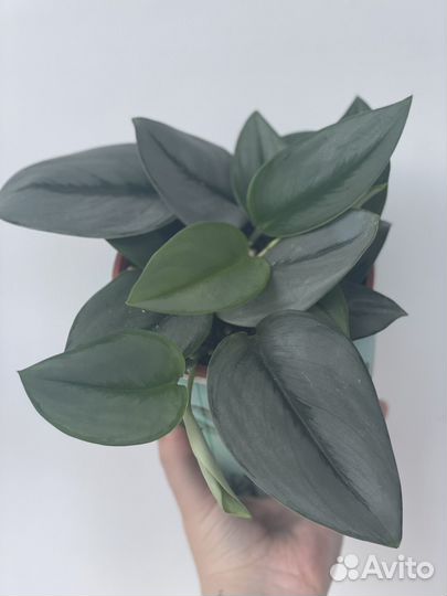 Сциндапсус мунлайт