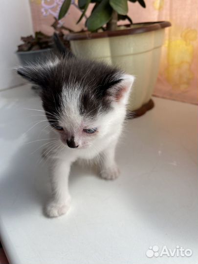 Котята в дар бесплатно