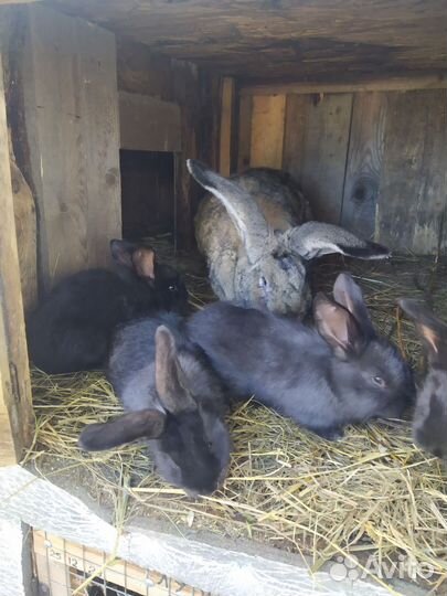 Кролики мясных пород, мясо кролика