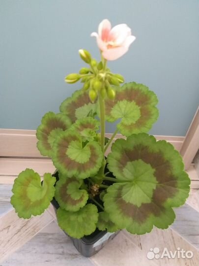 Пеларгония (герань)