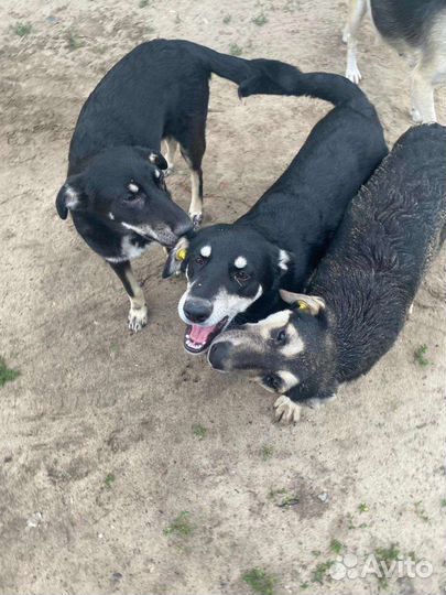 Собака в добрые руки отдам бесплатно
