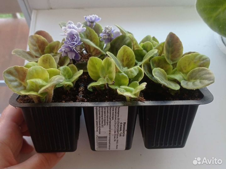 Фиалки детки