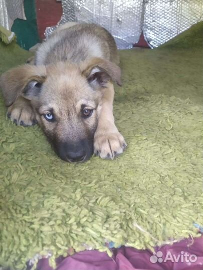 Щенок, мальчик