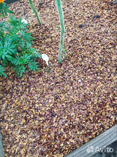 Скорлупа кедрового ореха (мульча)